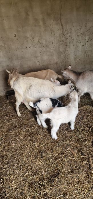 Vând 4 capre 1 țap castrat de un an, și 3 iezi de o luna.