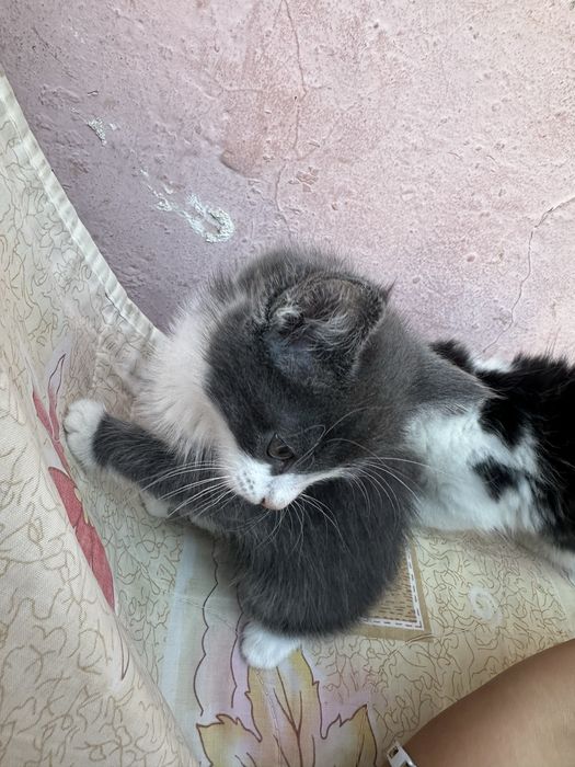 Отдам бесплатно очень красивые