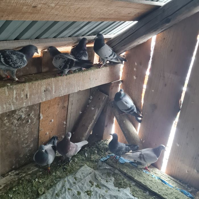 Vând  porumbei  viajori