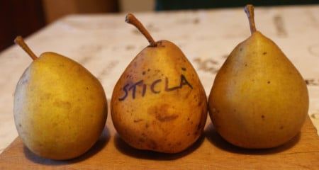 Pomi Fructiferi Străvechi Glia Strămoșească (Soiuri de PĂR)