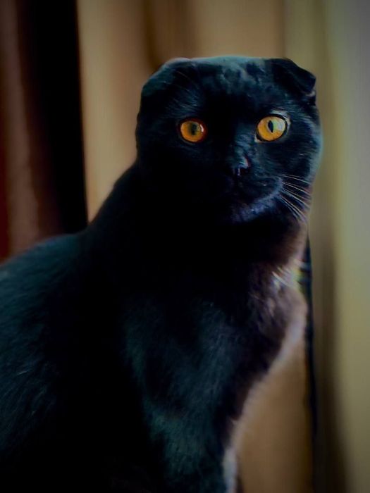 Для вязки чистакровни шотландский вислоуха