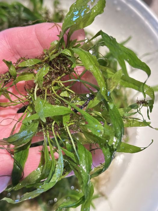 Водни растения за аквариуми