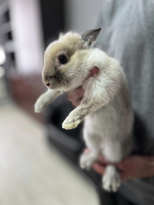 Домашний кролик с клеткой