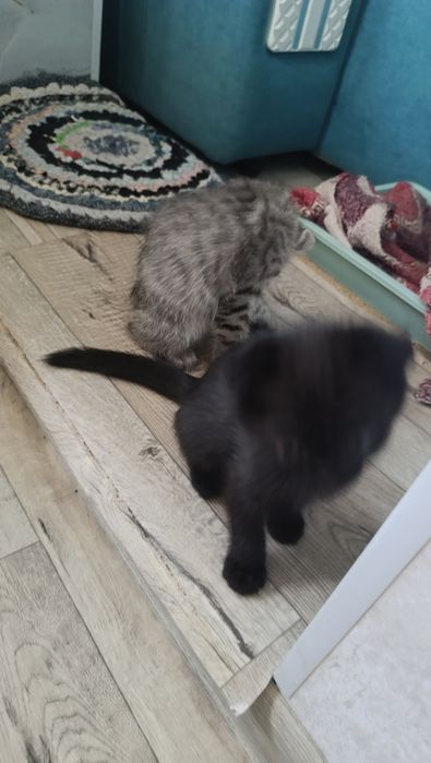 Отдам котят в добрые руки