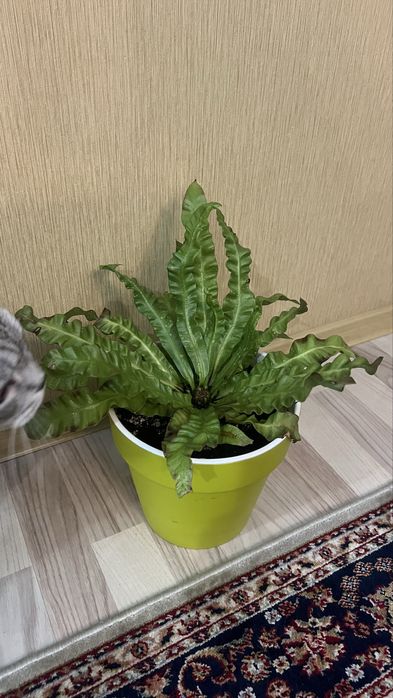 Продам цветок Асплениум-Костинец