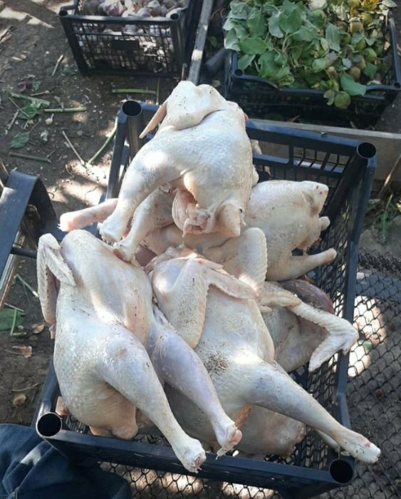 Куры бульонные домашние вкусные