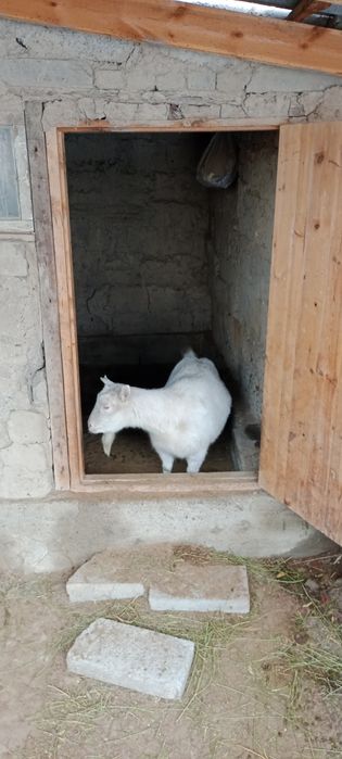 Семиз, бидай жеген ешки