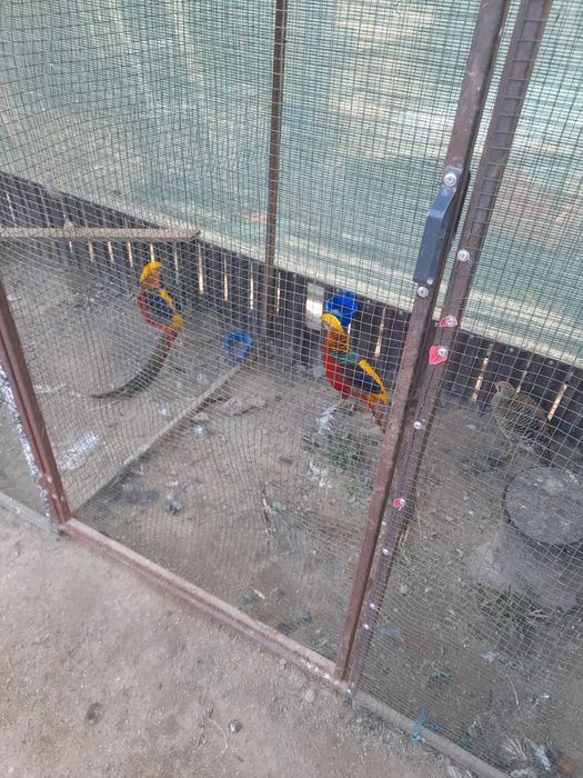 Vand pauni maturi/tineri/pui