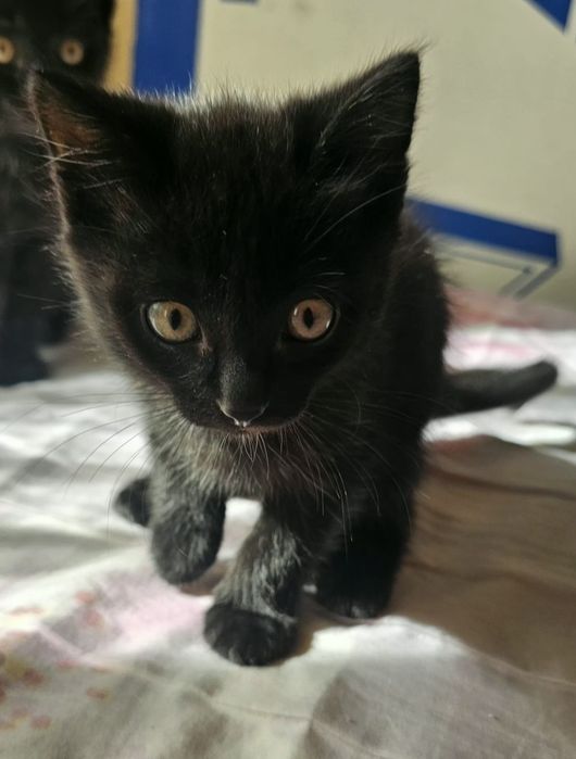Отдам котёнка мальчика в добрые руки