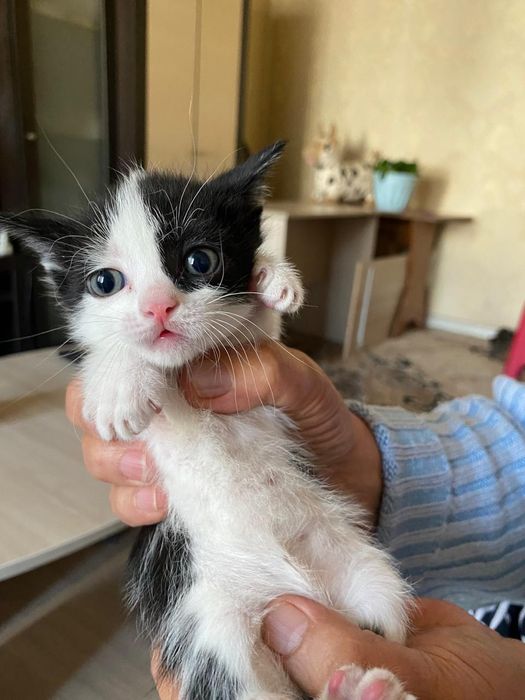 Котята от крысоловки