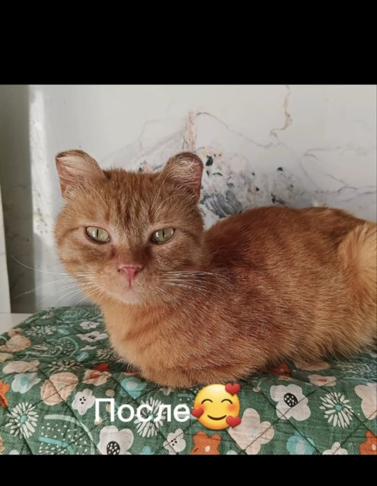 Кот ищет семью. Рыжий