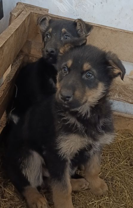 Щенки  Вео 2 месяца