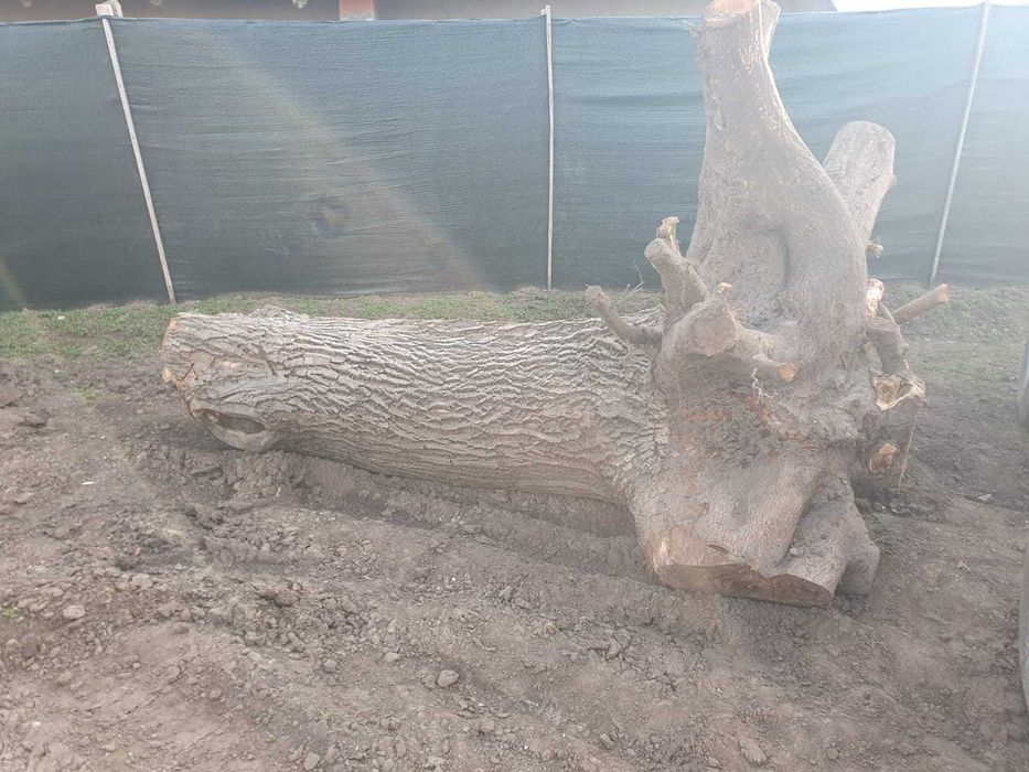 Trunchi nuc 80 de ani