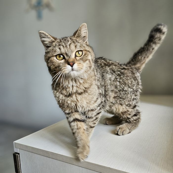 Котенок Барни в поисках дома! Ташкент!