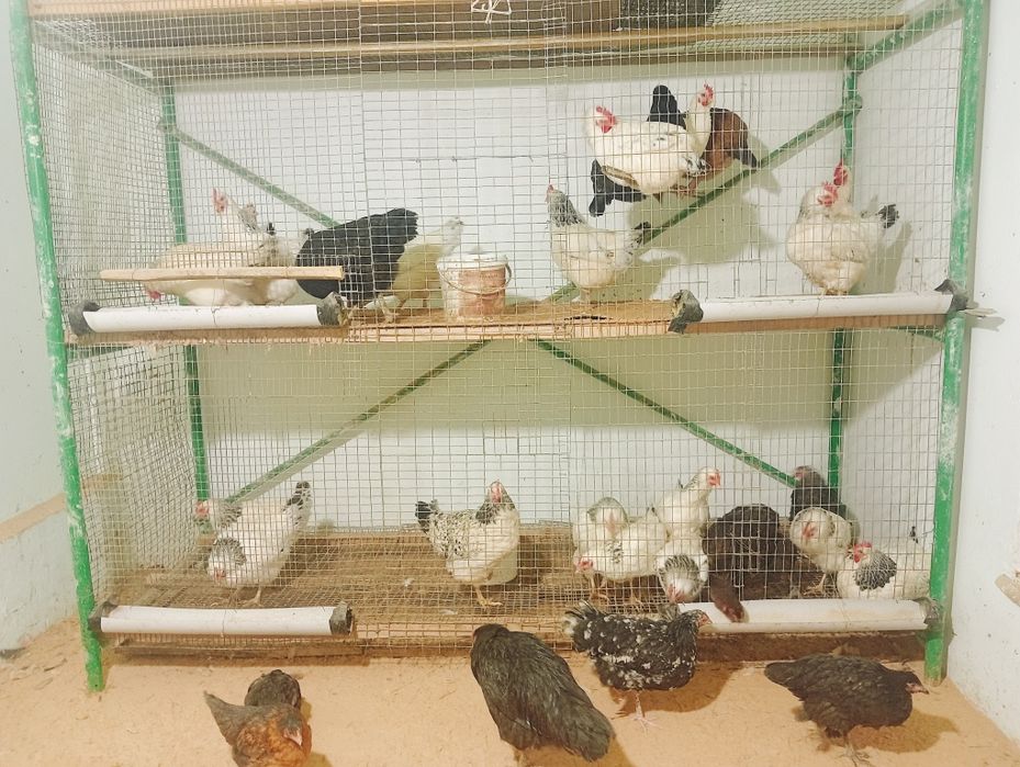 Тауықтар сатылады. Туркестан да