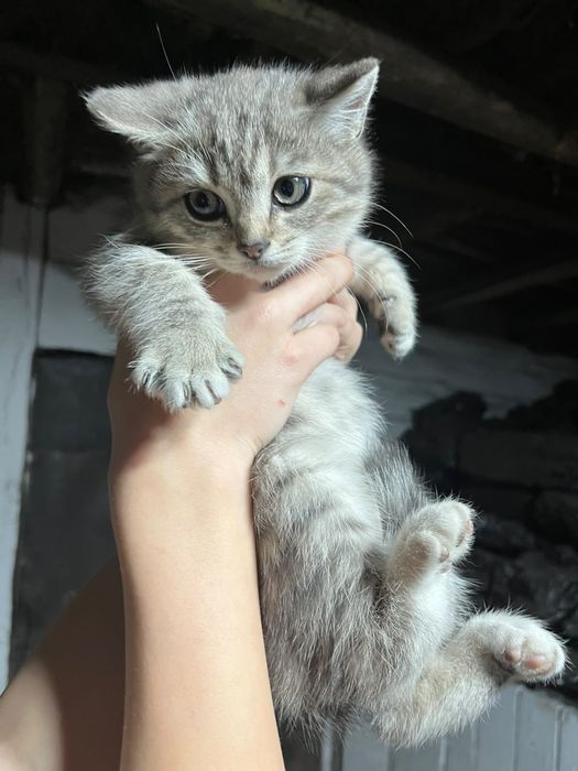 Продам котят  1,5 месяца