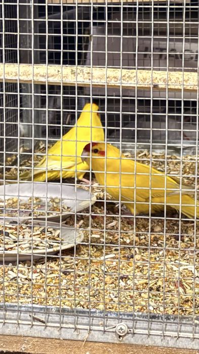 Жако Александр  попугай  оладиганлар  телефон килсин