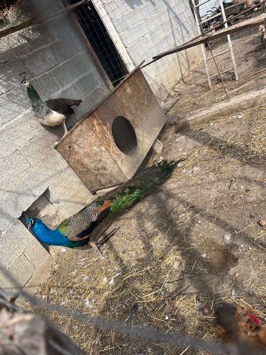 Vand sau schimb