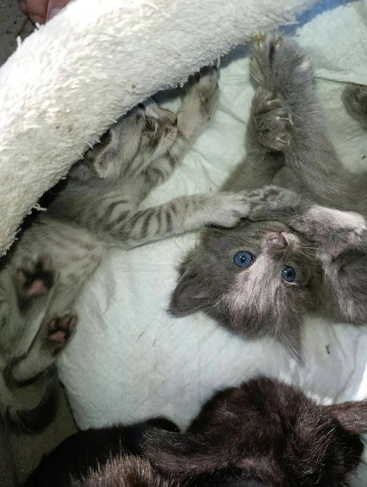 ОЧЕНЬ СРОЧНО В самые любящие руки котёнок девочка