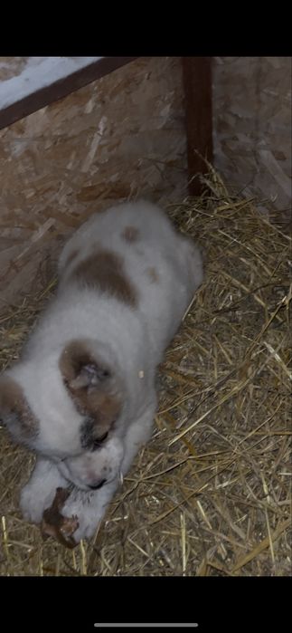 Продам элитного щенка алабая