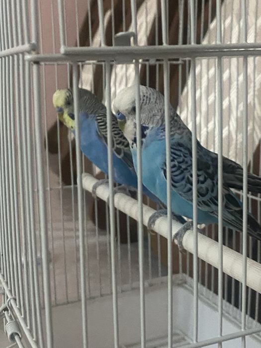 Волнистый попугаи