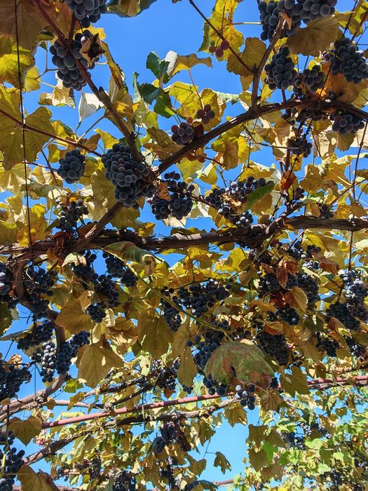 Struguri de vin dulci și zemoși