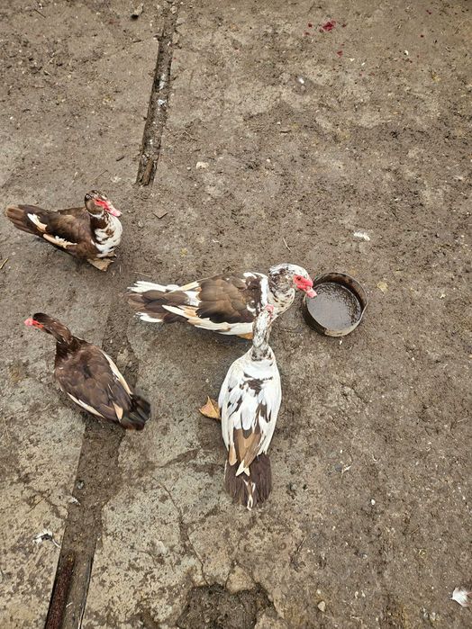 Rate mute ciocolatii