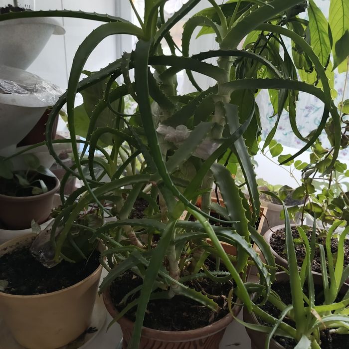 Продам фикус Бенджамина