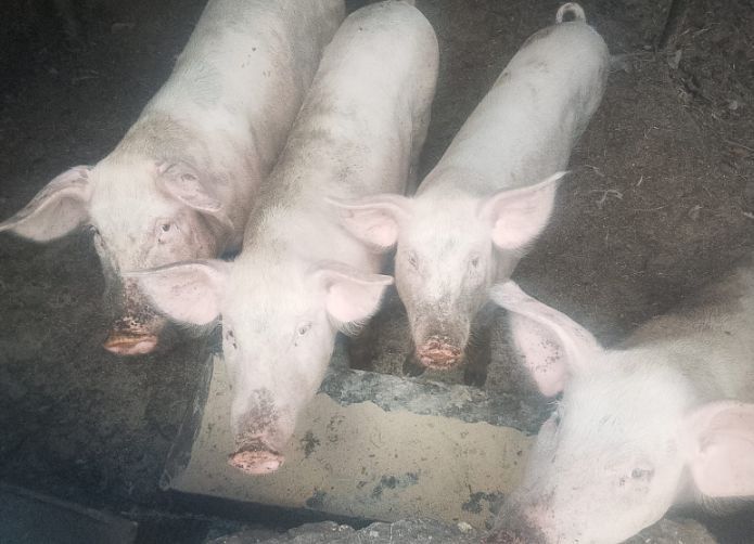 Продам свинок Алматы
