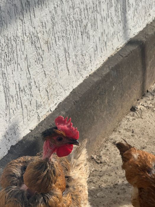 Продаются домашние куры