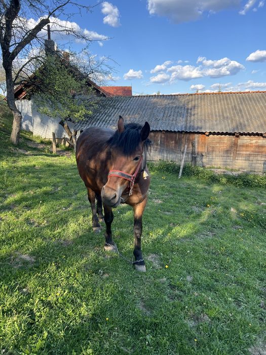 Cal(noatin) de vanzare