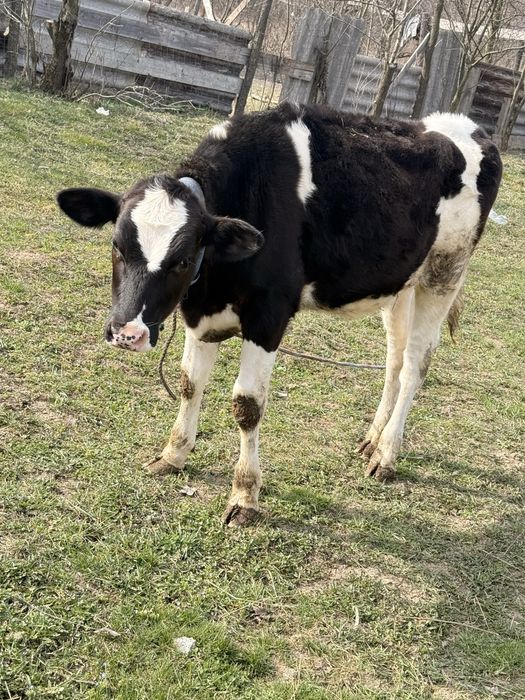 Junica holstein (baltata cu negru )
