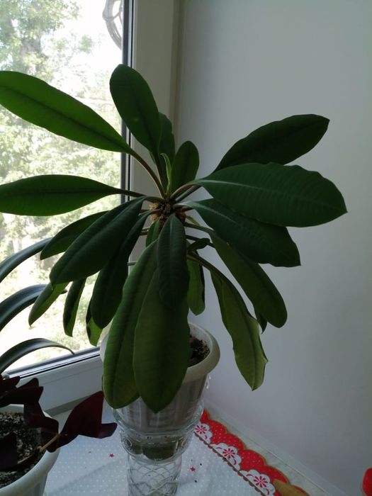 Продам комнатные цветы