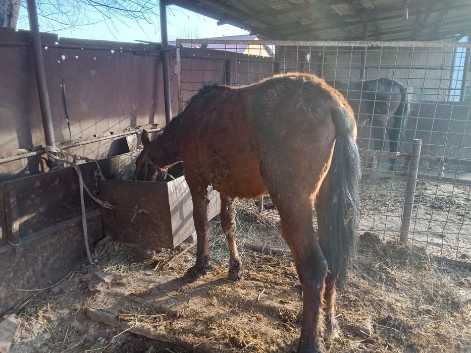 Кунан 2 жасар сатылады