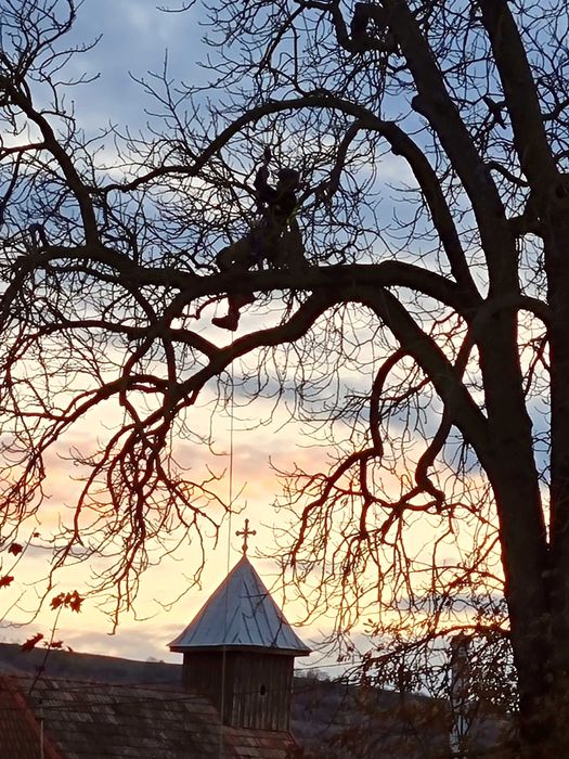 Toaletare arbori / Taieri copaci - firma arborist certificat ISA–Cluj