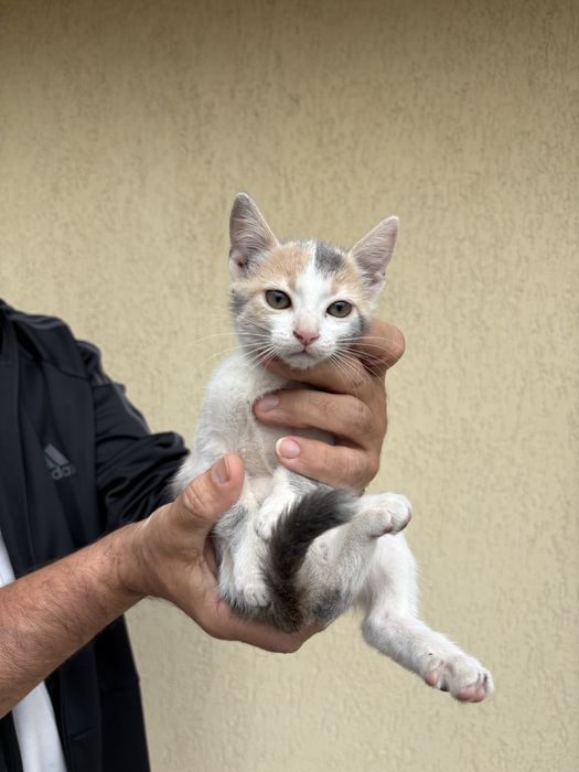 Котенца на 2 месеца