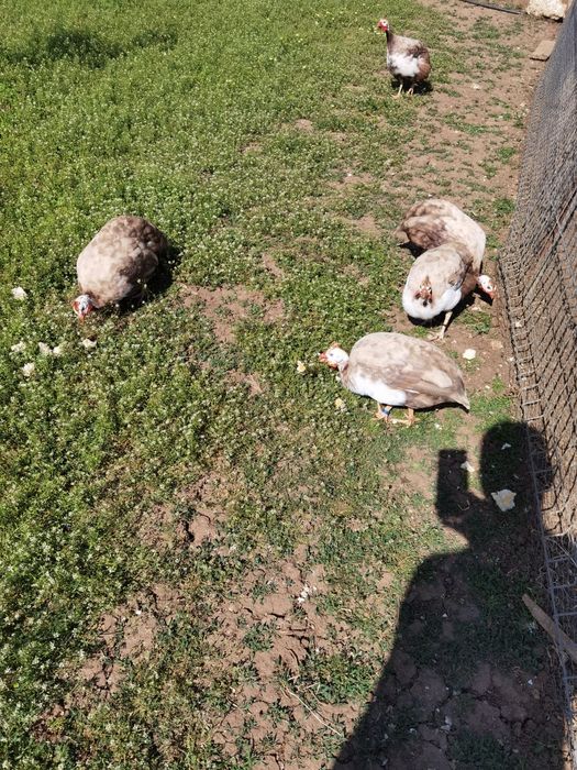 Ouă de bibilica de vânzare