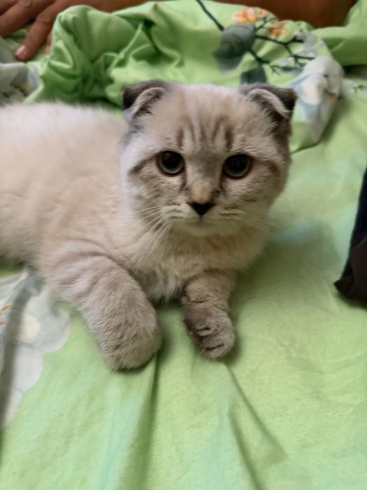 Британски / шотландски котки