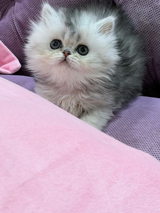 британская чистокровная девочка серебристая шиншилла