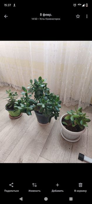 Продаются комнатные цветы