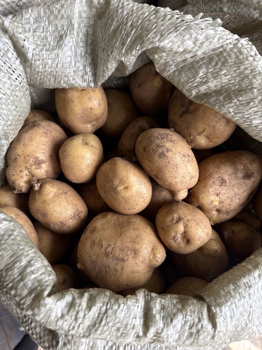 Продам картошку
