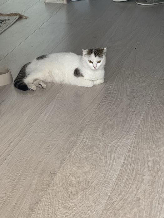 Кошка вислоухая метиска беременяшка