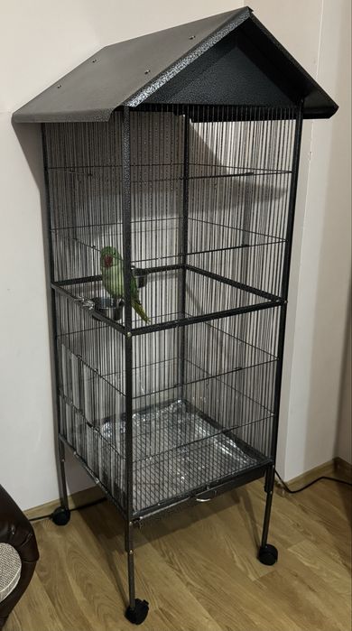 Papagal Marele Alexander (pui) + colivie