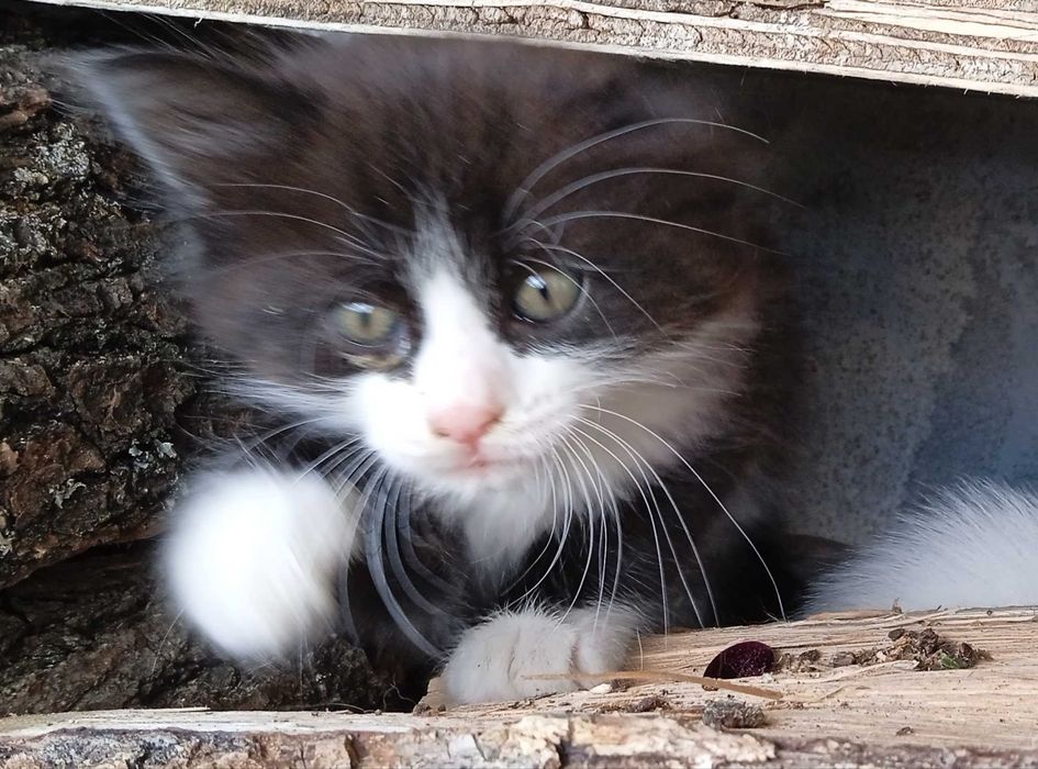 Подарявам котета