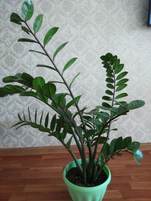 Доллор цветы продам срочно