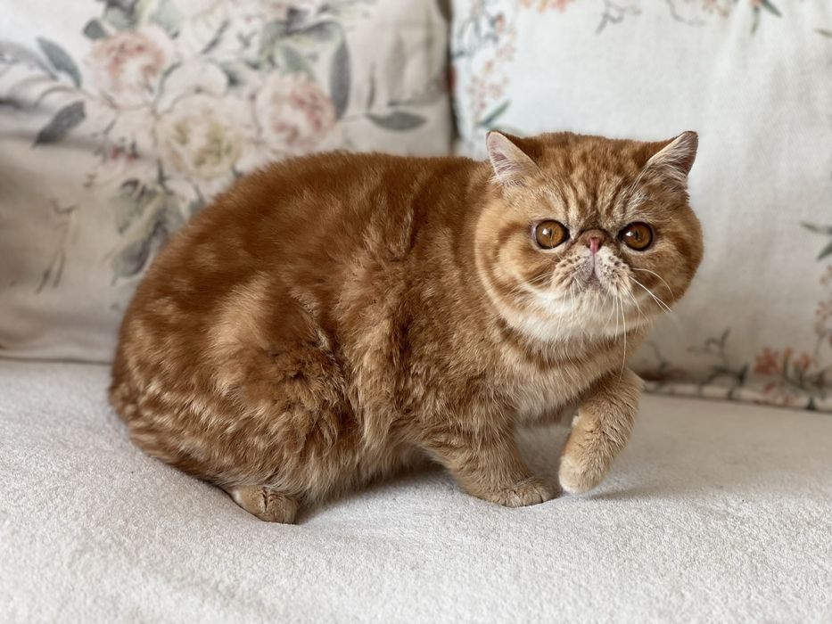 Екзотично късокосместо мъжко елитно коте