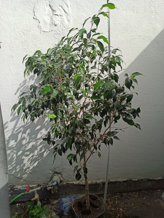 Продам большие фикусы