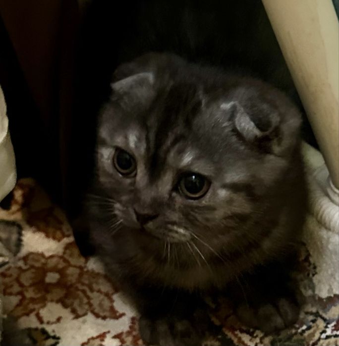 Девочка чисто пародии шиншиллы умная ласковая