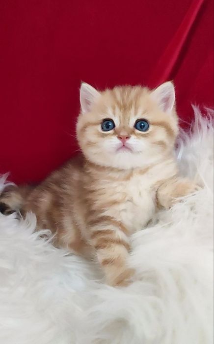 британская золотая шиншилла мрамор мальчик