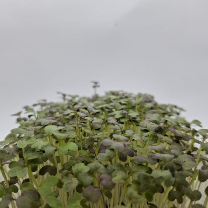 Микрозелень Бухара FS_green